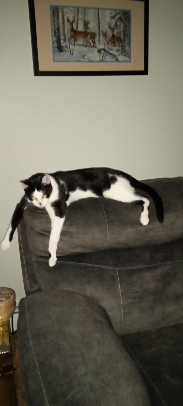 Enlarge Gizmo and Oreo - bonded brothers, a Adoptable mixed breed in Coon Rapids, MN image 5/6