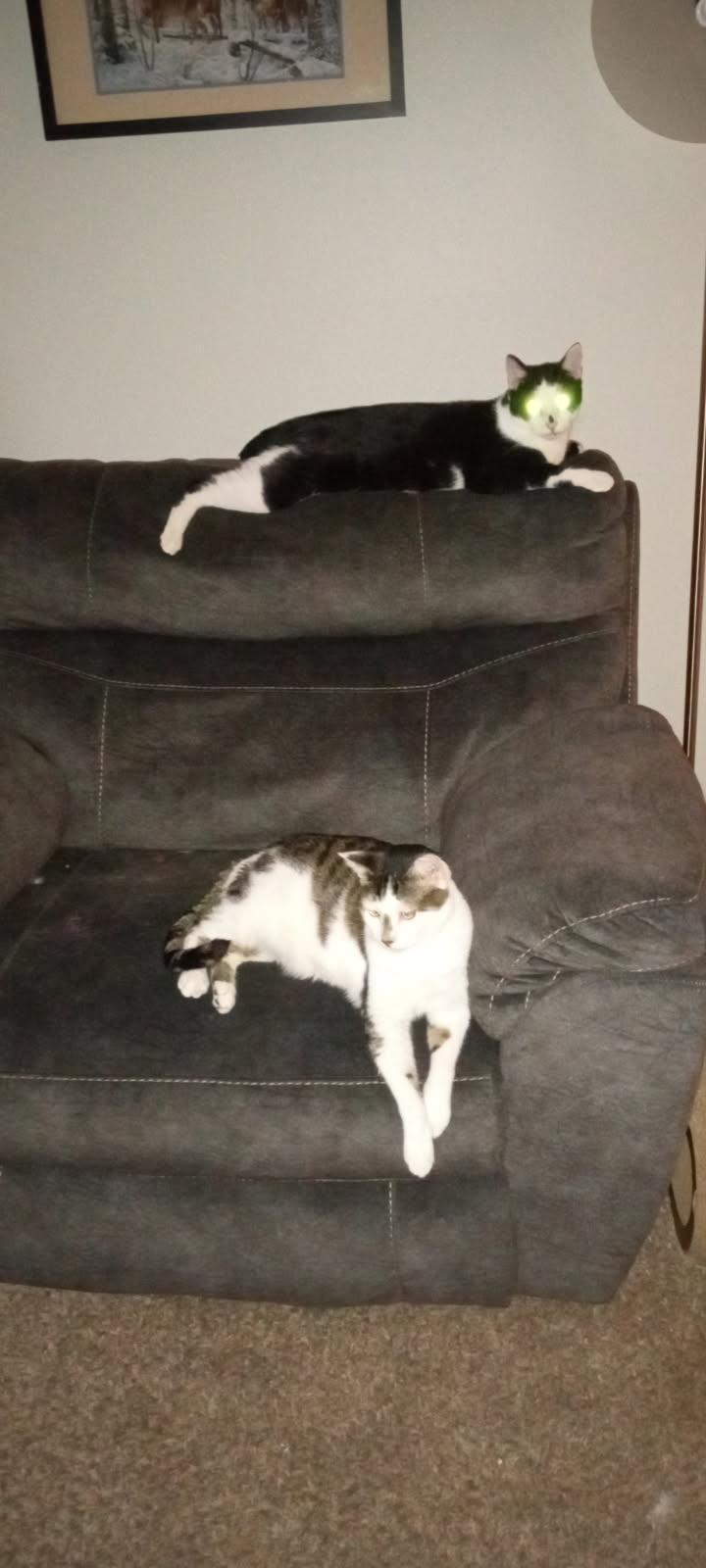 Enlarge Gizmo and Oreo - bonded brothers, a Adoptable mixed breed in Coon Rapids, MN image 3/6