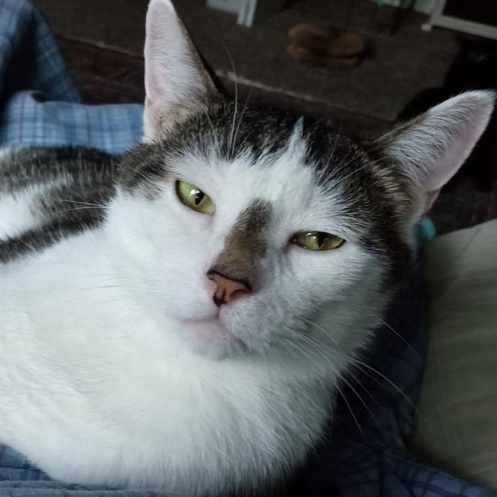 Gizmo, ADOPTABLE, Adult Male Domestic Short Hair.