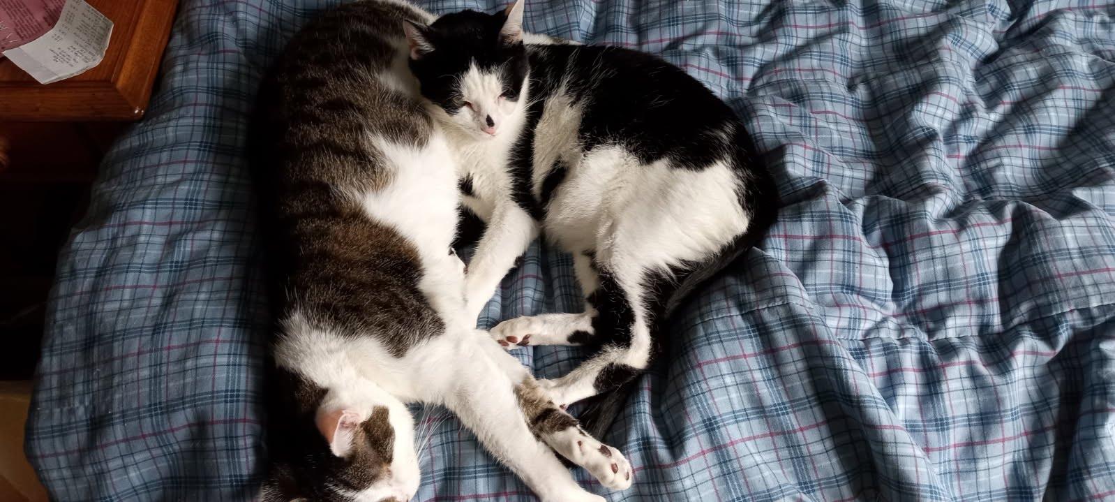 Enlarge Gizmo and Oreo - bonded brothers, a Adoptable mixed breed in Coon Rapids, MN image 1/6
