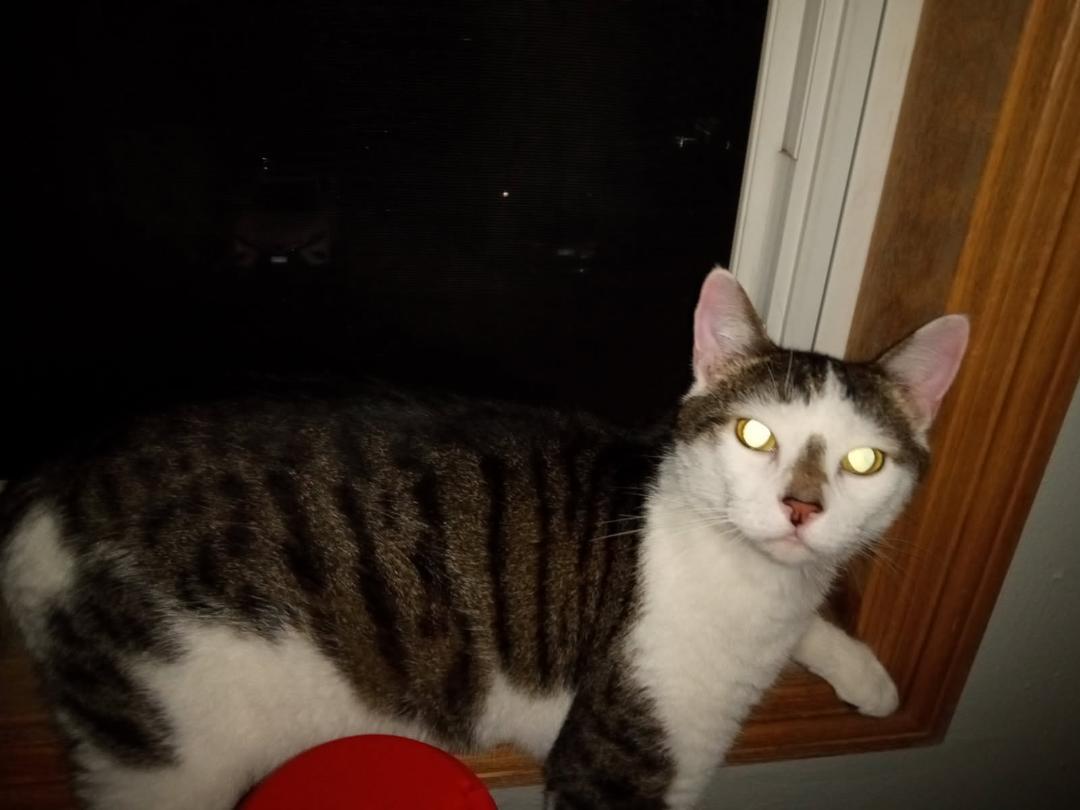 Enlarge Gizmo, a ADOPTABLE mixed breed in Coon Rapids, MN image 2/3