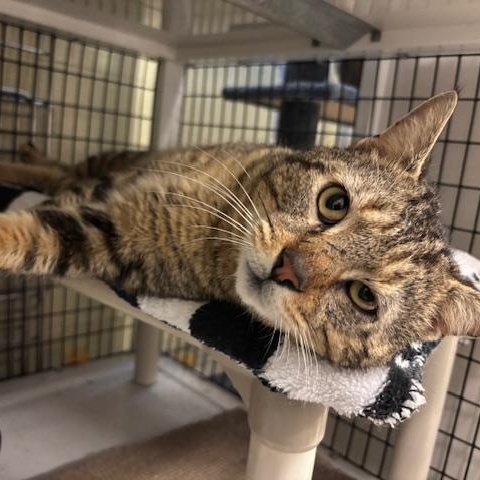 Enlarge Archie - A Big Mush Ball of Love, a Adoptable Domestic Short Hair in Braintree, MA image 4/6
