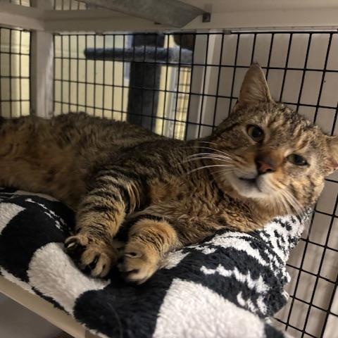 Enlarge Archie - A Big Mush Ball of Love, a Adoptable Domestic Short Hair in Braintree, MA image 3/6