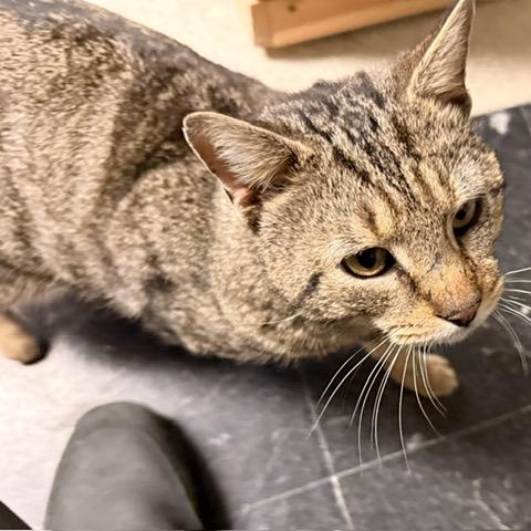 Enlarge Archie - A Big Mush Ball of Love, a Adoptable Domestic Short Hair in Braintree, MA image 6/6
