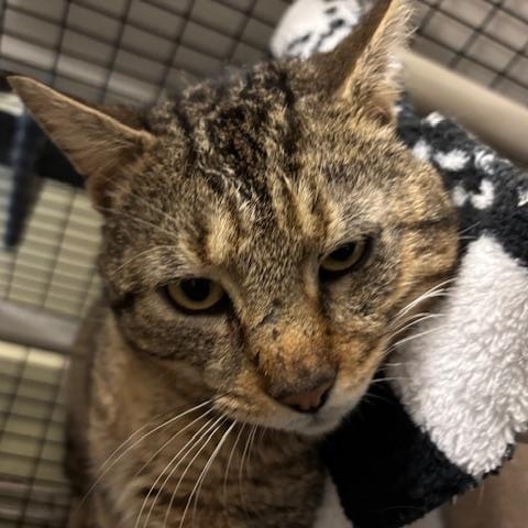 Enlarge Archie - A Big Mush Ball of Love, a Adoptable Domestic Short Hair in Braintree, MA image 2/6