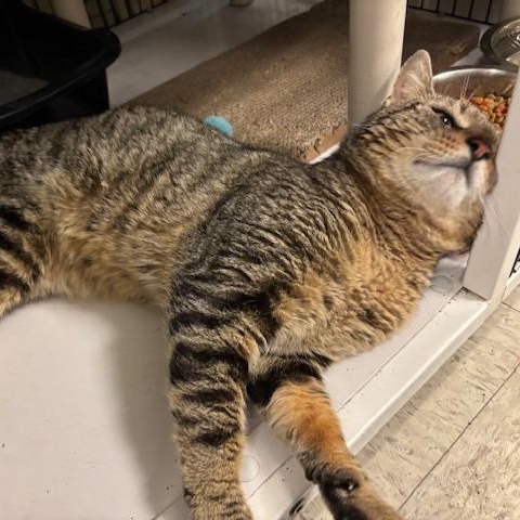 Enlarge Archie - A Big Mush Ball of Love, a Adoptable Domestic Short Hair in Braintree, MA image 5/6