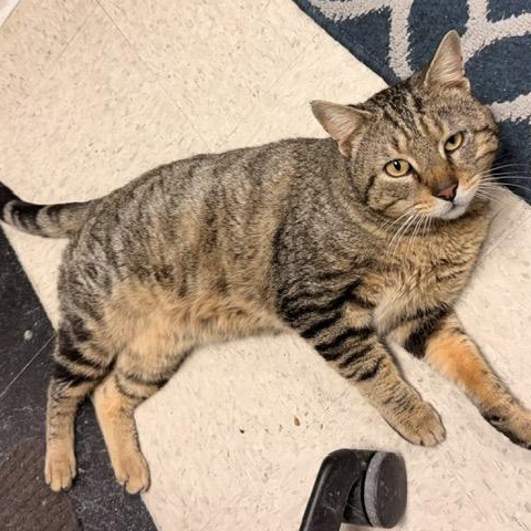 Archie - A Big Mush Ball of Love, Adoptable, Adult Male Domestic Short Hair.