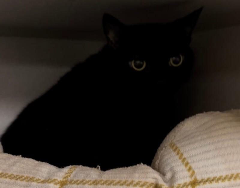 Stella, Adoptable, Adult Female Domestic Short Hair.