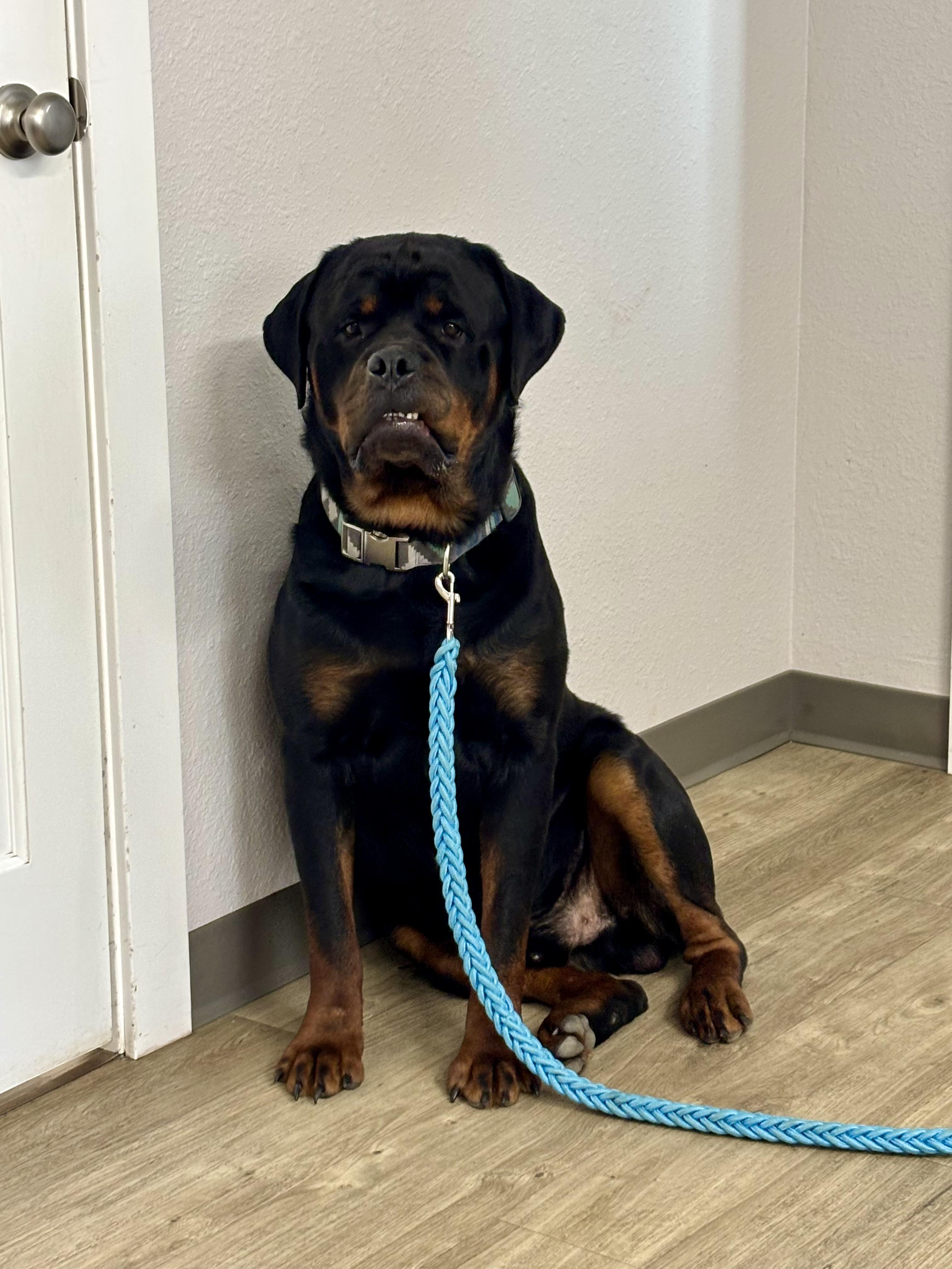 Enlarge Tank, a Adopted Rottweiler in Jamestown, ND image 1/2