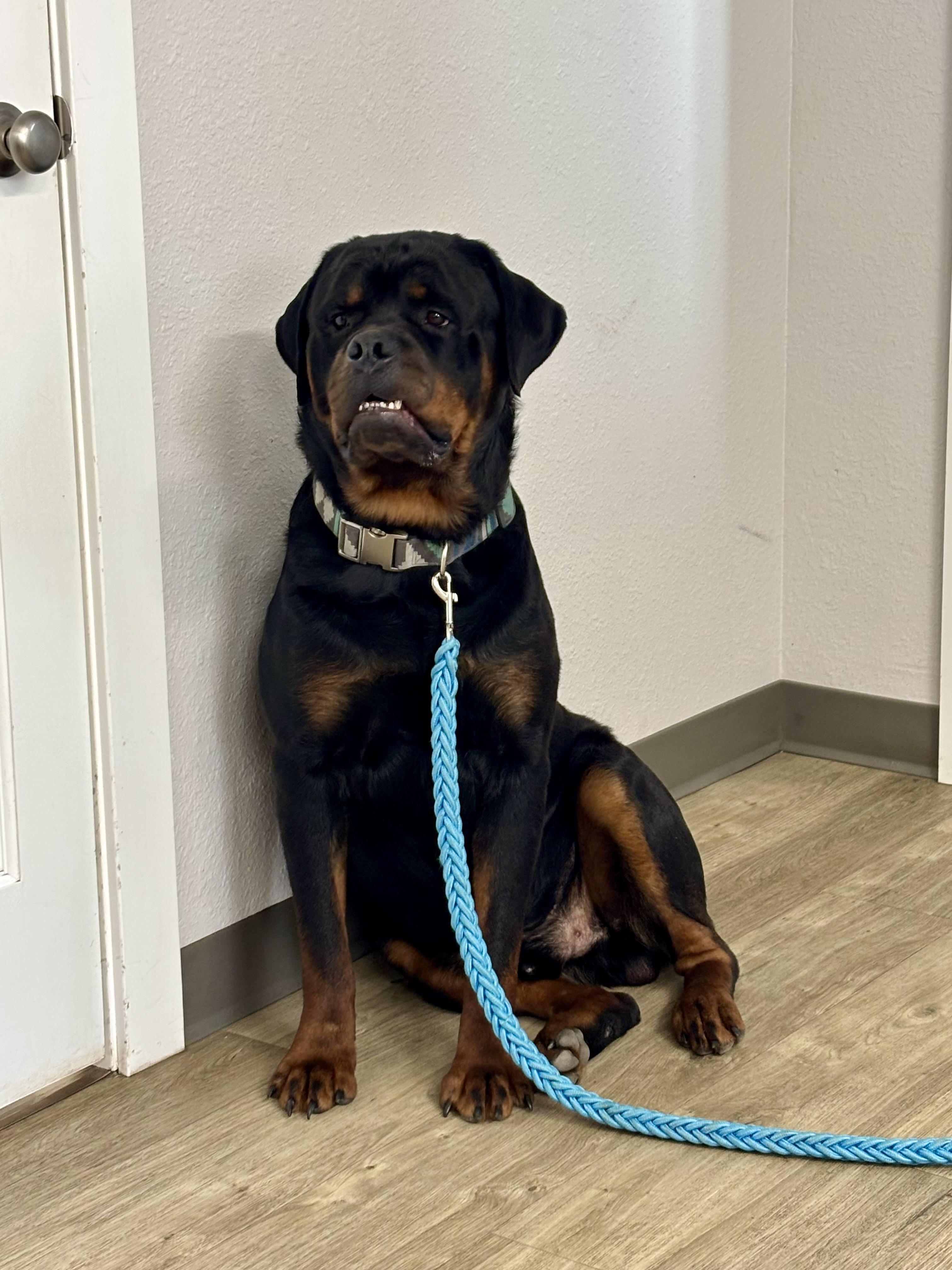 Enlarge Tank, a Adopted Rottweiler in Jamestown, ND image 2/2