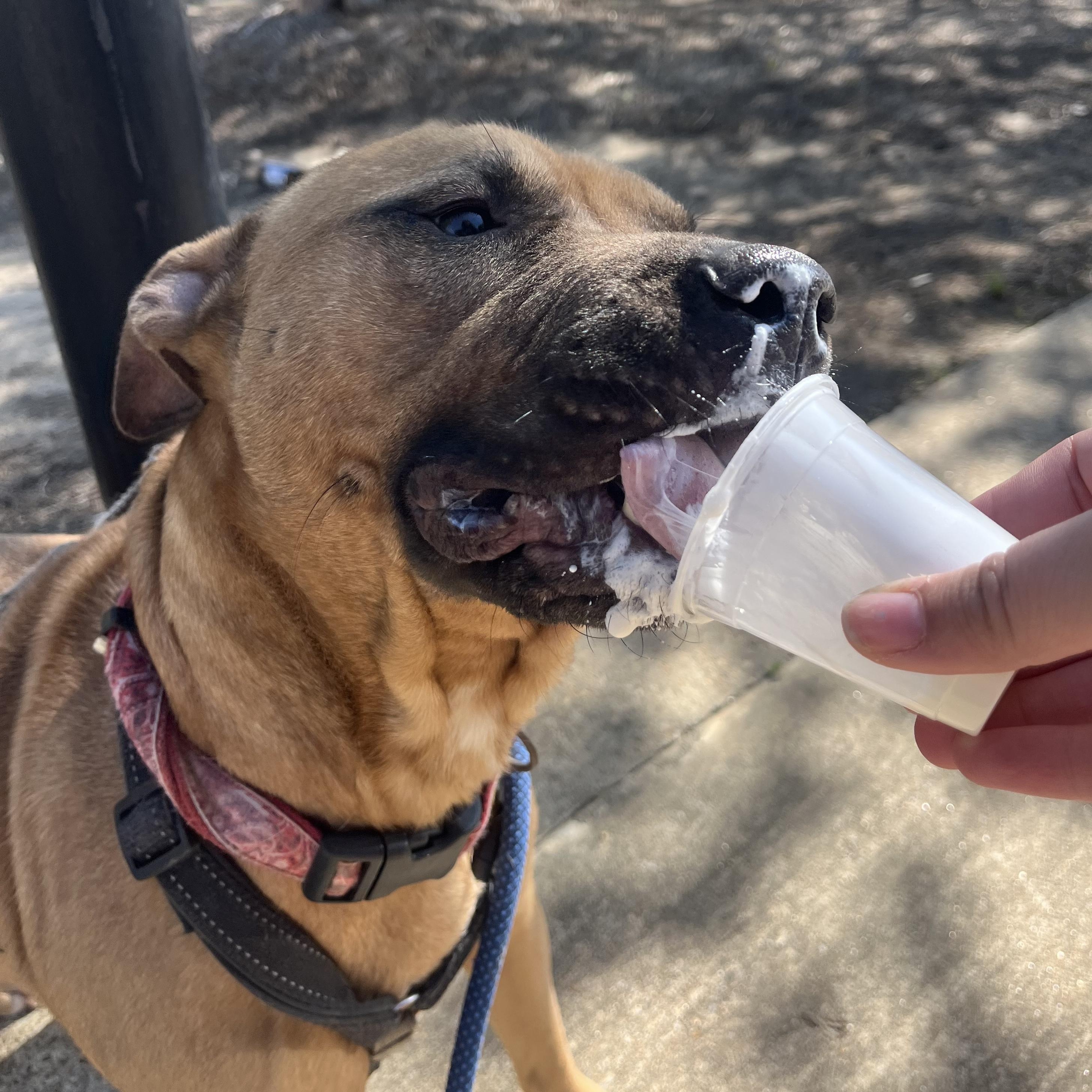 Enlarge Rolly, an adoptable mixed breed in Water Valley, MS image 2/6