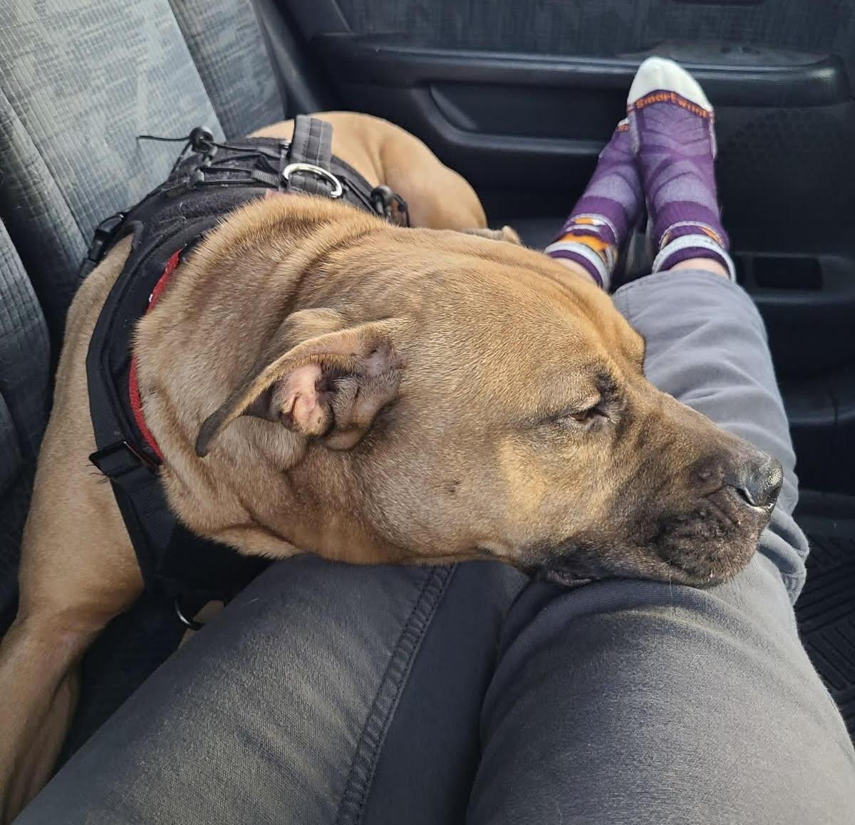 Enlarge Rolly, an adoptable mixed breed in Water Valley, MS image 2/6