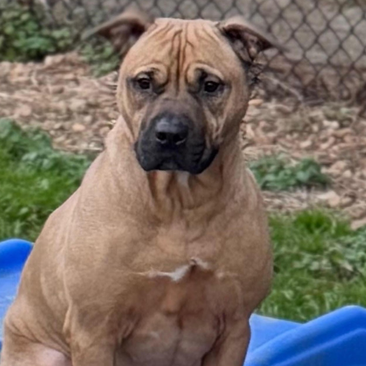 Enlarge Rolly, an adoptable mixed breed in Water Valley, MS image 4/6