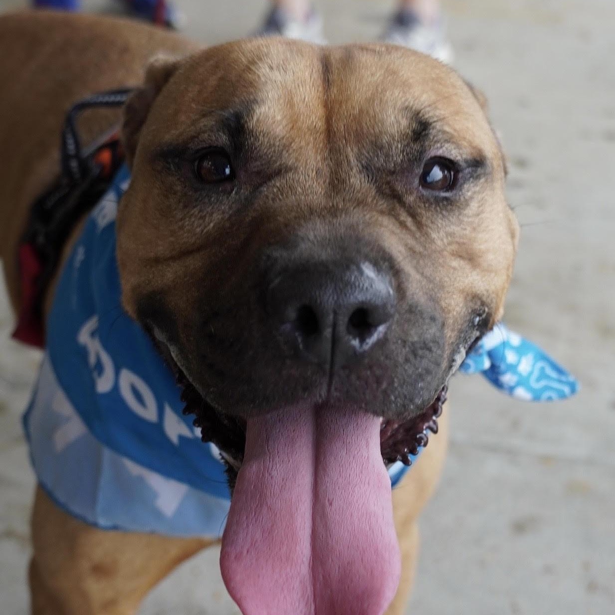 Enlarge Rolly, an adoptable mixed breed in Water Valley, MS image 5/6
