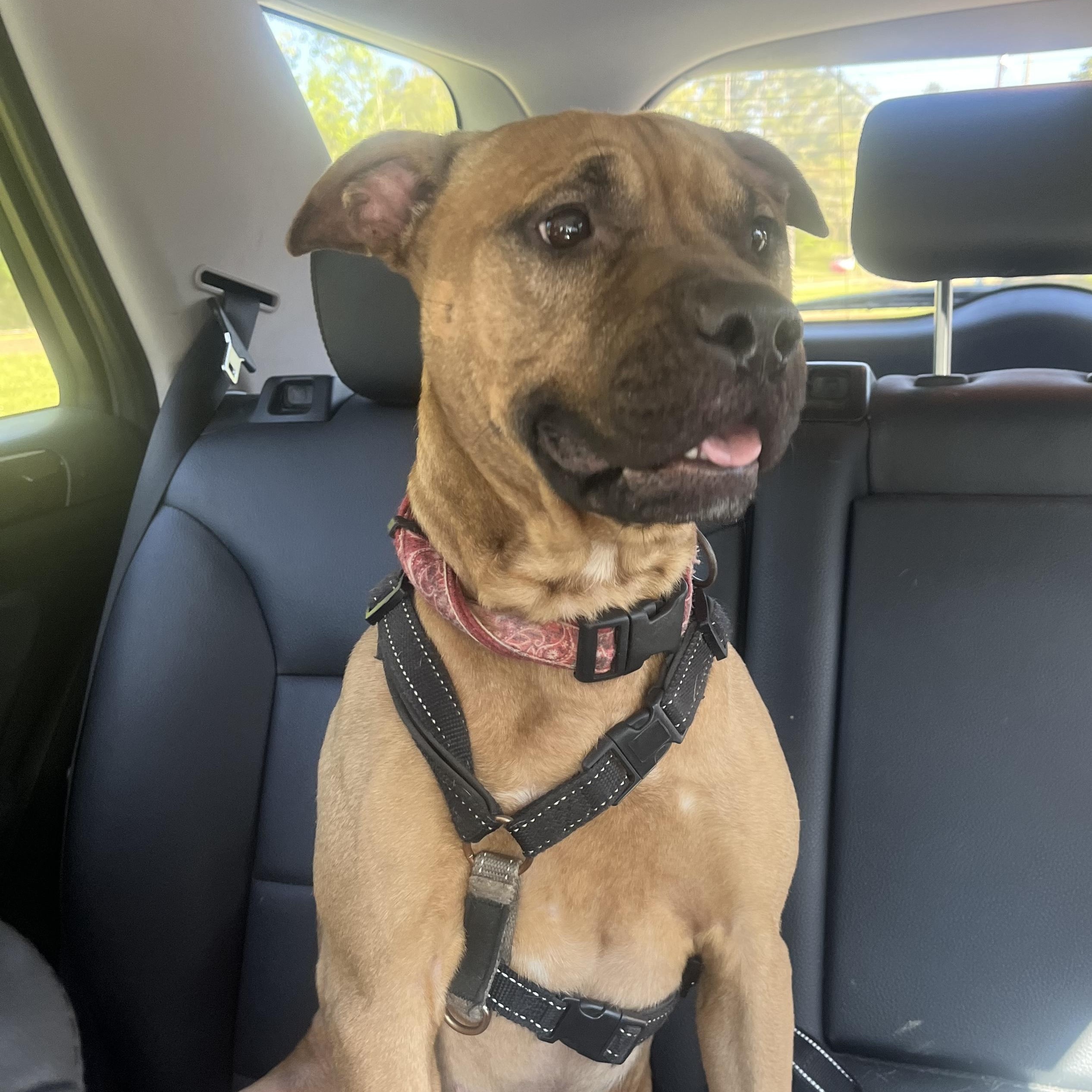 Rolly, adoptable, Adult Male Black Mouth Cur & Pit Bull Terrier.