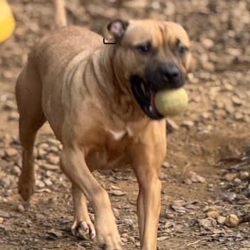 Enlarge Rolly, an adoptable mixed breed in Water Valley, MS image 3/6