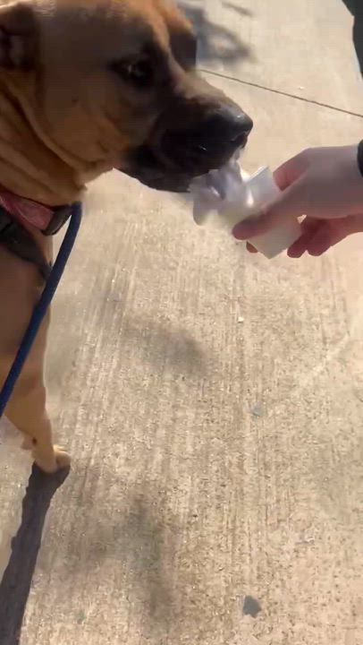 Enlarge Rolly, an adoptable mixed breed in Water Valley, MS video 6/6