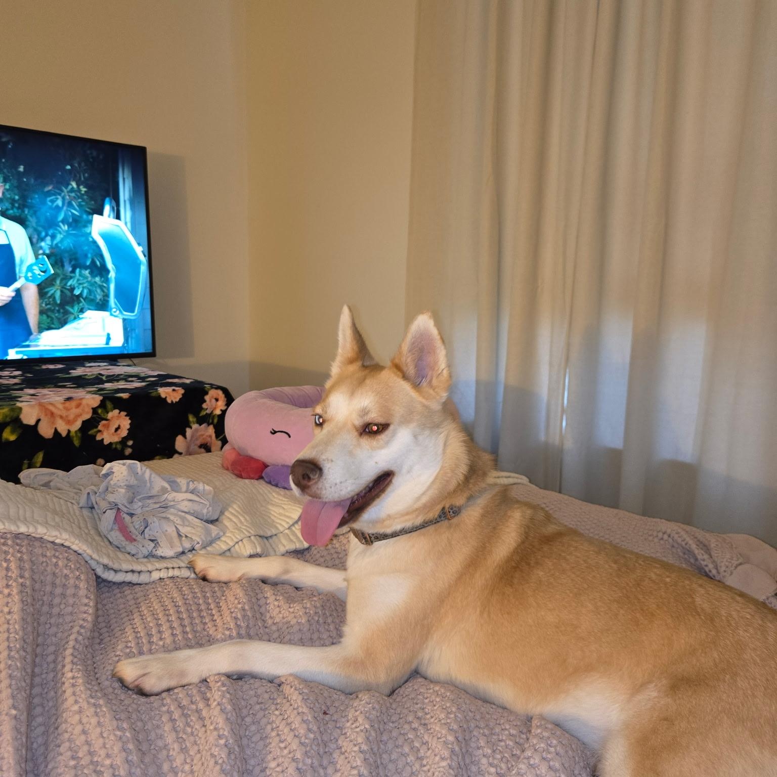 Sissy, a Adoptable mixed breed in Mooresville, IN image 5/5