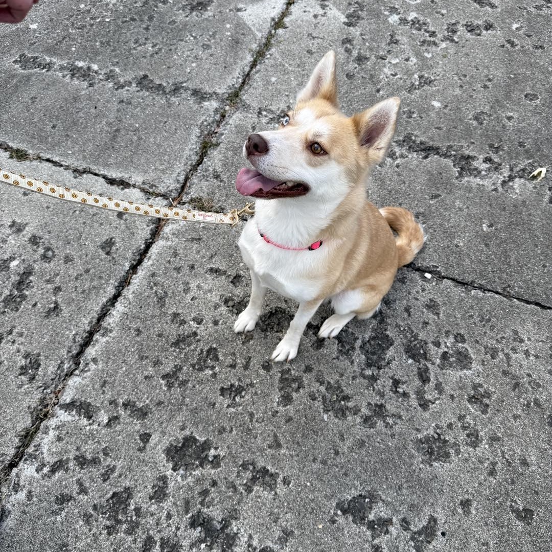 Sissy, Adoptable, Adult Female Husky.