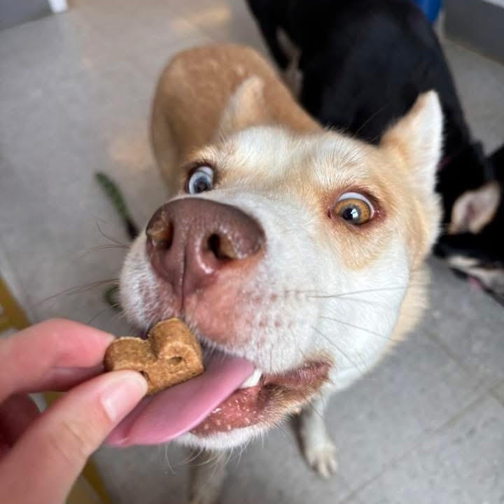 Sissy, a Adoptable mixed breed in Mooresville, IN image 2/5