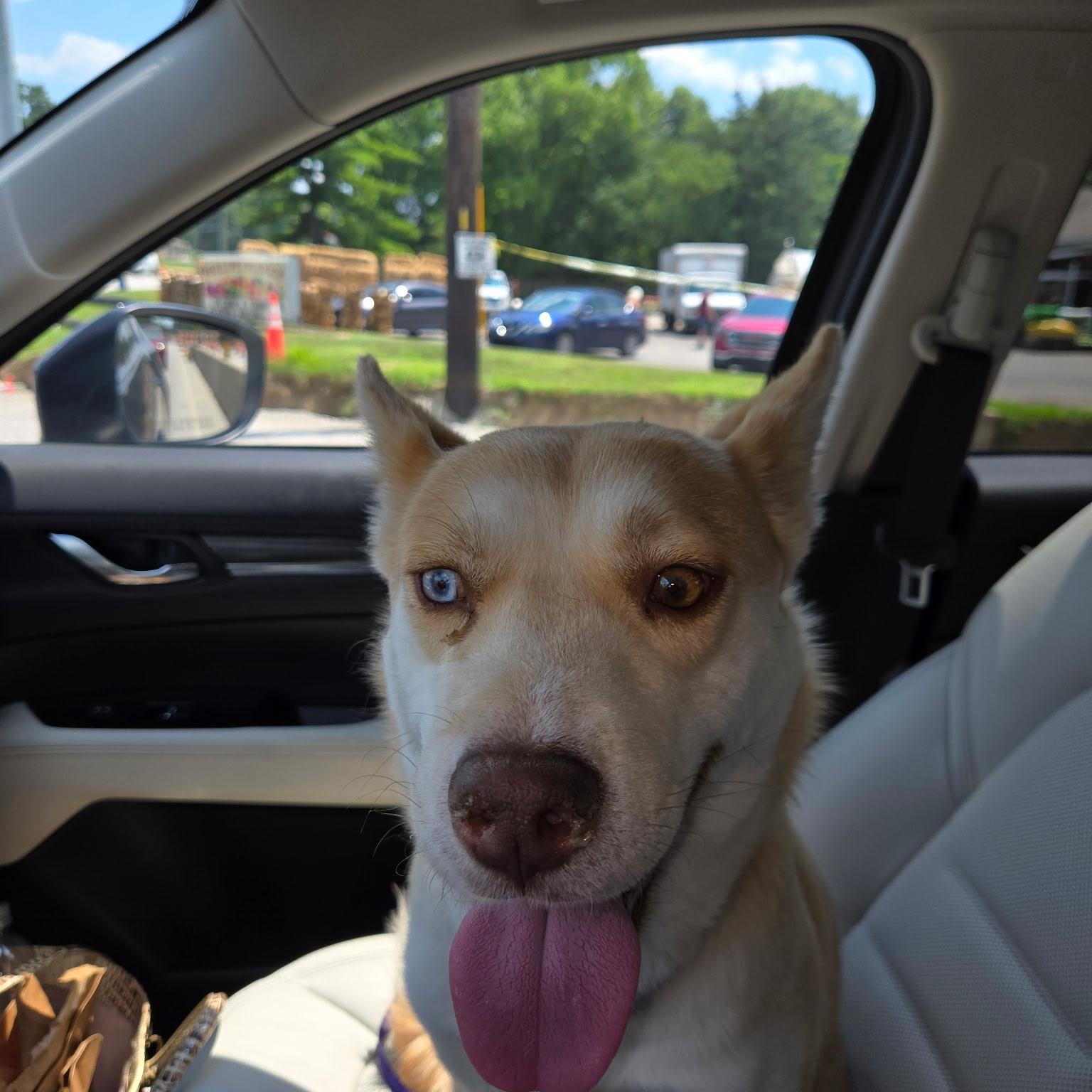 Sissy, a Adoptable mixed breed in Mooresville, IN image 4/5