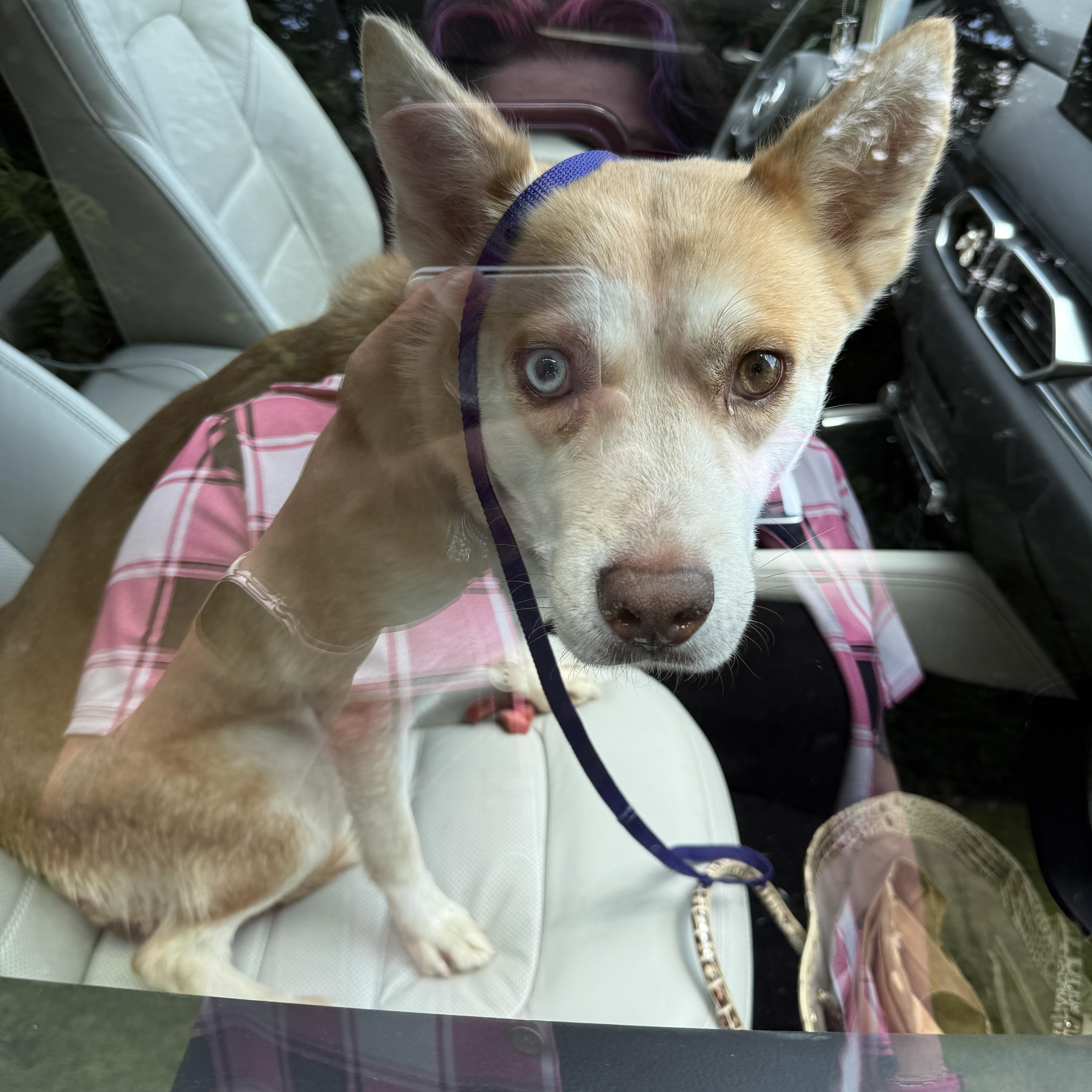 Sissy, a Adoptable mixed breed in Mooresville, IN image 3/5