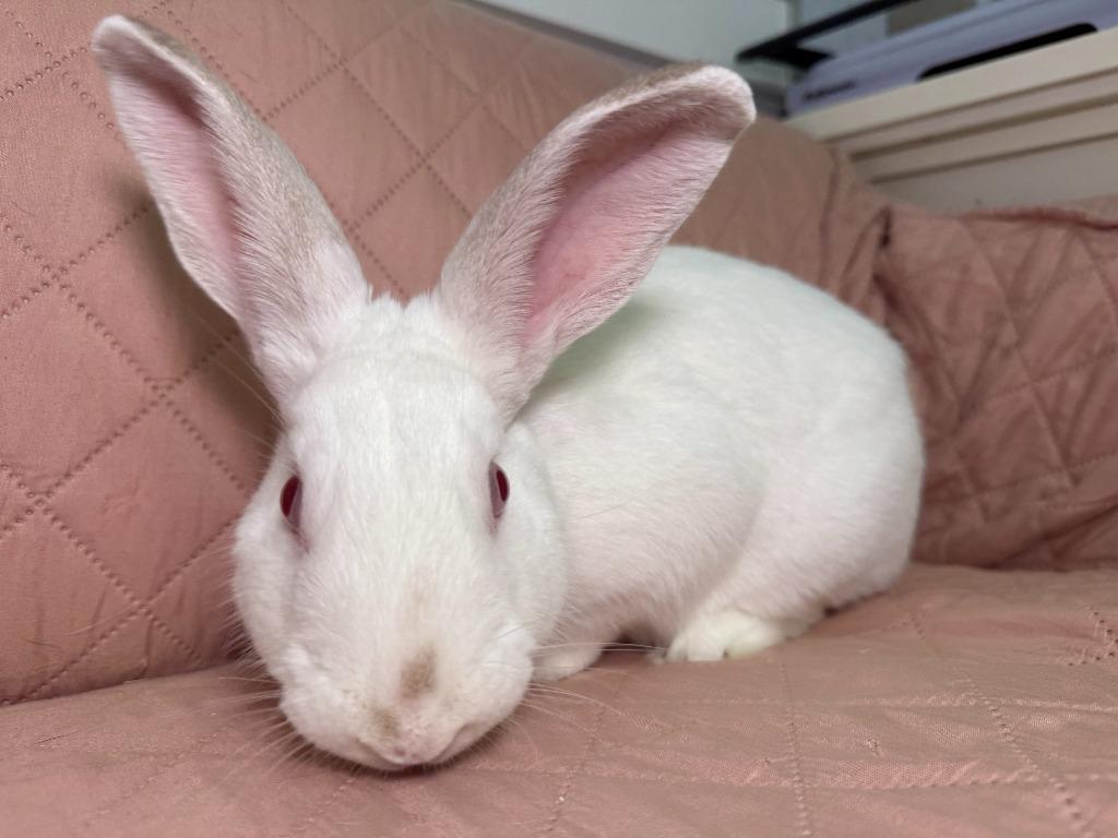 Phil, Adoptable, Young Male New Zealand.