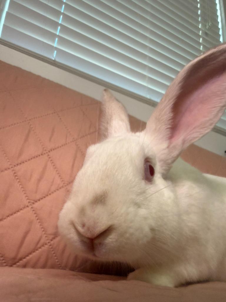Enlarge Phil, a Adoptable New Zealand in Pflugerville, TX image 5/6