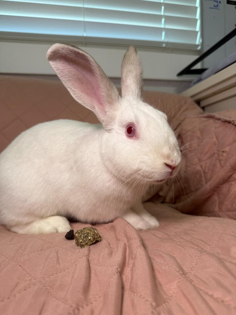 Enlarge Phil, a Adoptable New Zealand in Pflugerville, TX image 6/6