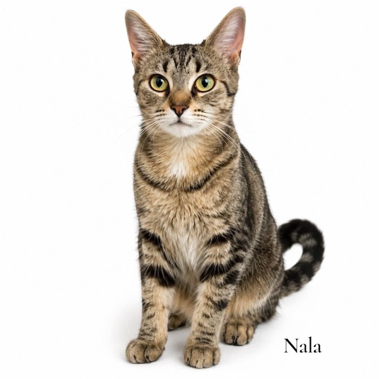 Nala, ADOPTABLE, Young Female Domestic Short Hair.