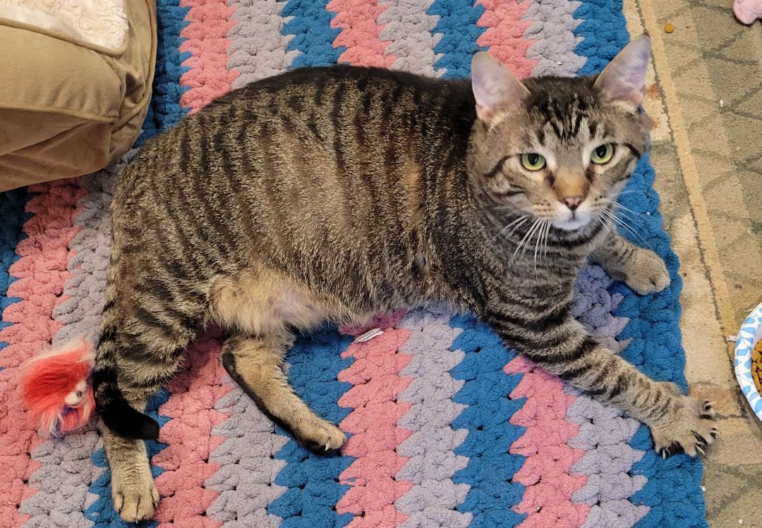 Thomas the love muffin, a Adopted Domestic Short Hair in Wilmington, NC image 1/4