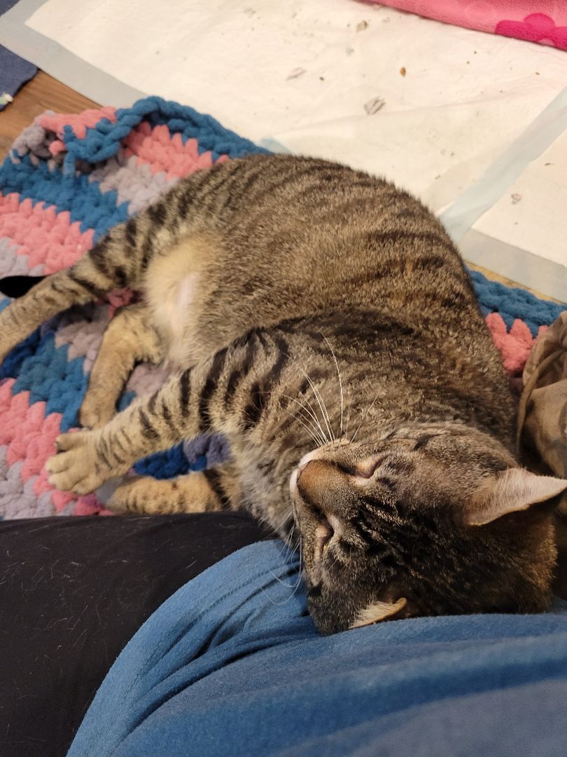 Thomas the love muffin, a Adopted Domestic Short Hair in Wilmington, NC image 2/4