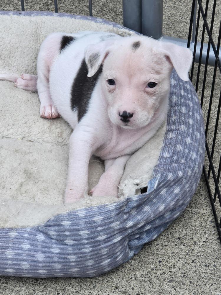 Dolly, Adoptable, Puppy Female Rat Terrier & Chihuahua.