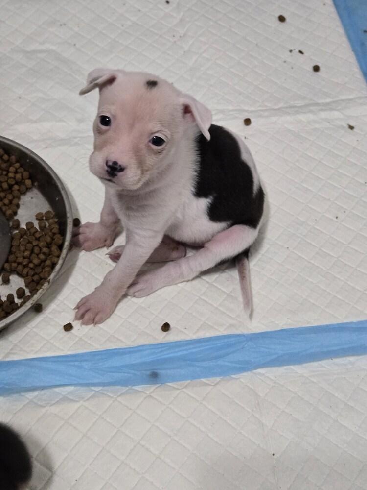 Enlarge Dolly, a Adoptable mixed breed in Bend, OR image 2/5