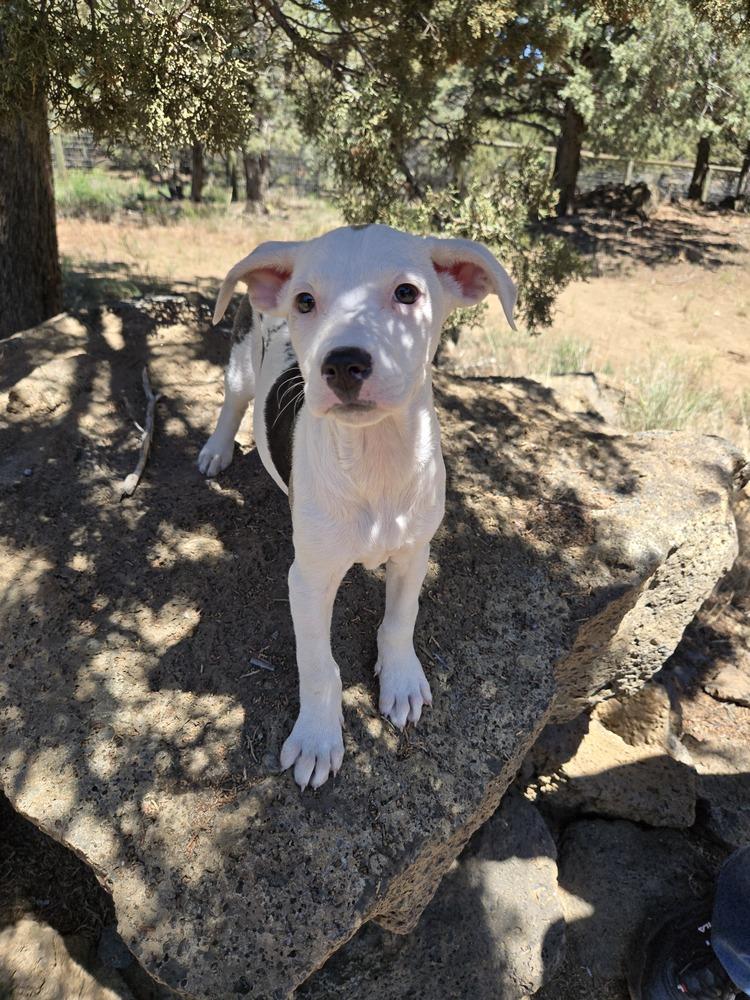 Dolly, a Adoptable mixed breed in Bend, OR image 3/6