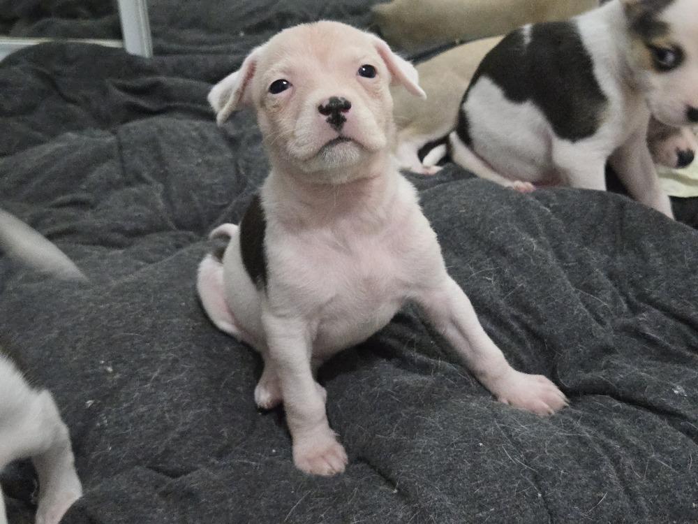 Dolly, a Adoptable mixed breed in Bend, OR image 4/6