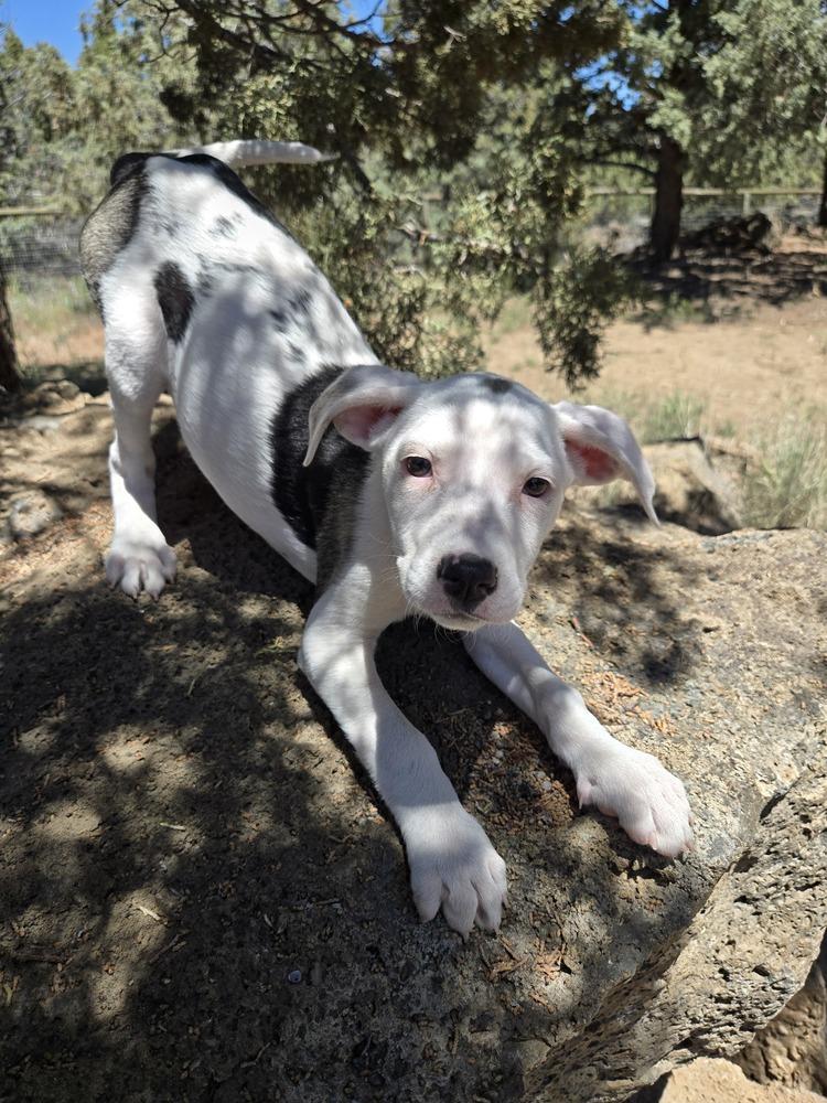 Dolly, a Adoptable mixed breed in Bend, OR image 6/6