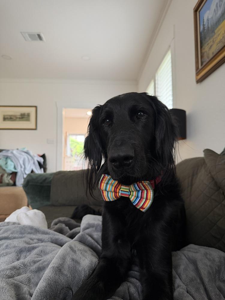 Enlarge Available - Webb/Ruger, a Adoptable mixed breed in Houston, TX image 1/6