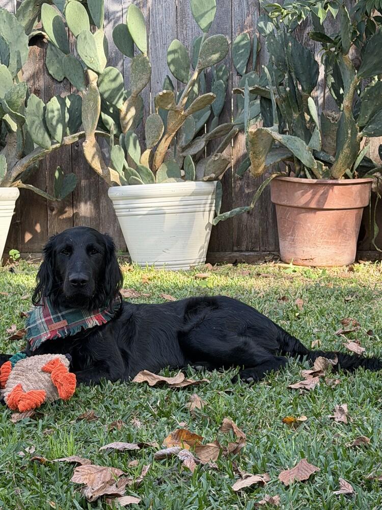Enlarge Available - Webb/Ruger, a Adoptable mixed breed in Houston, TX image 5/6
