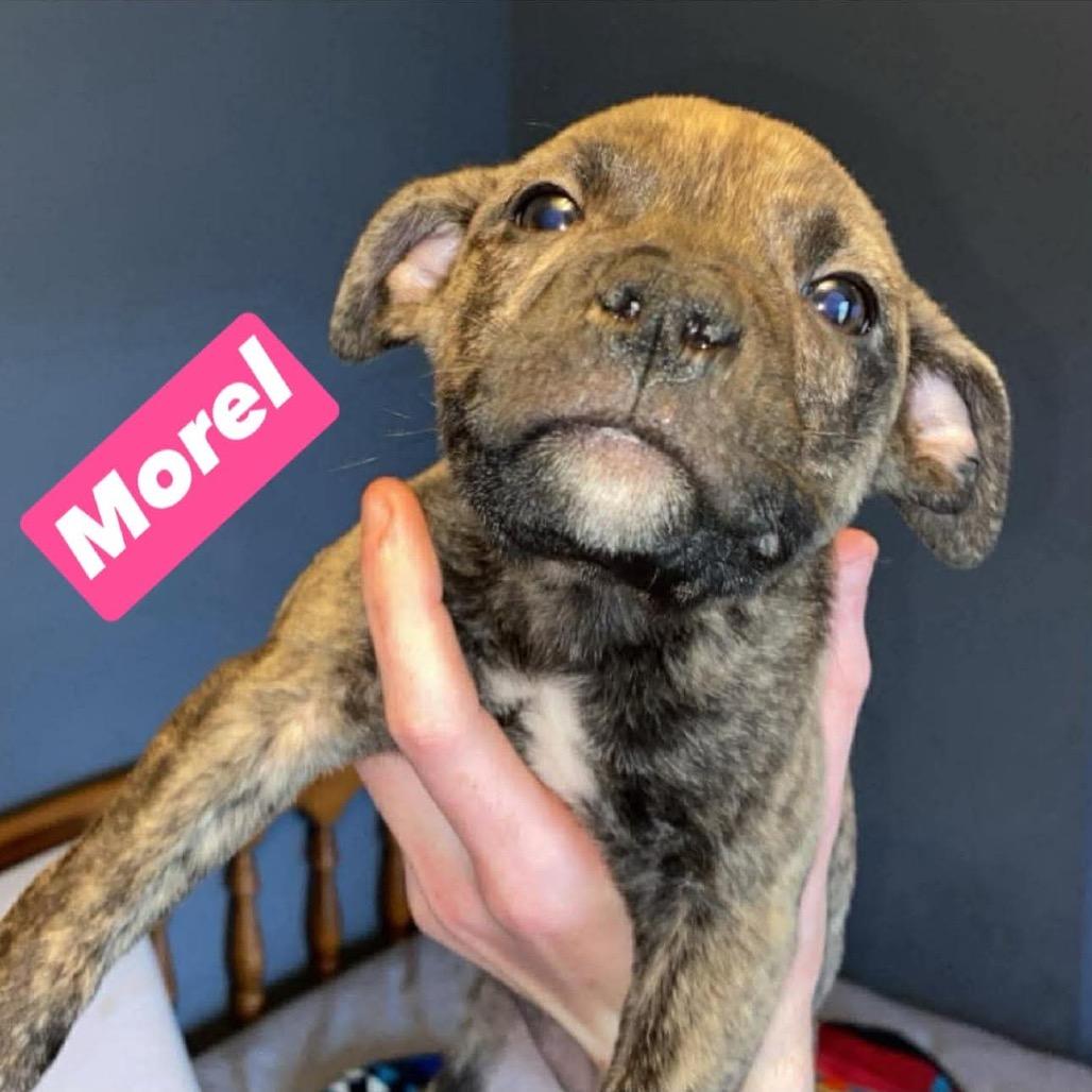 Morel, a Adoptable mixed breed in Brainerd, MN image 2/6