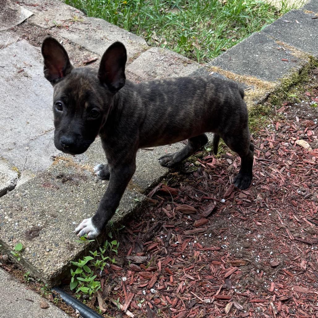 Morel, a Adoptable mixed breed in Brainerd, MN image 3/6