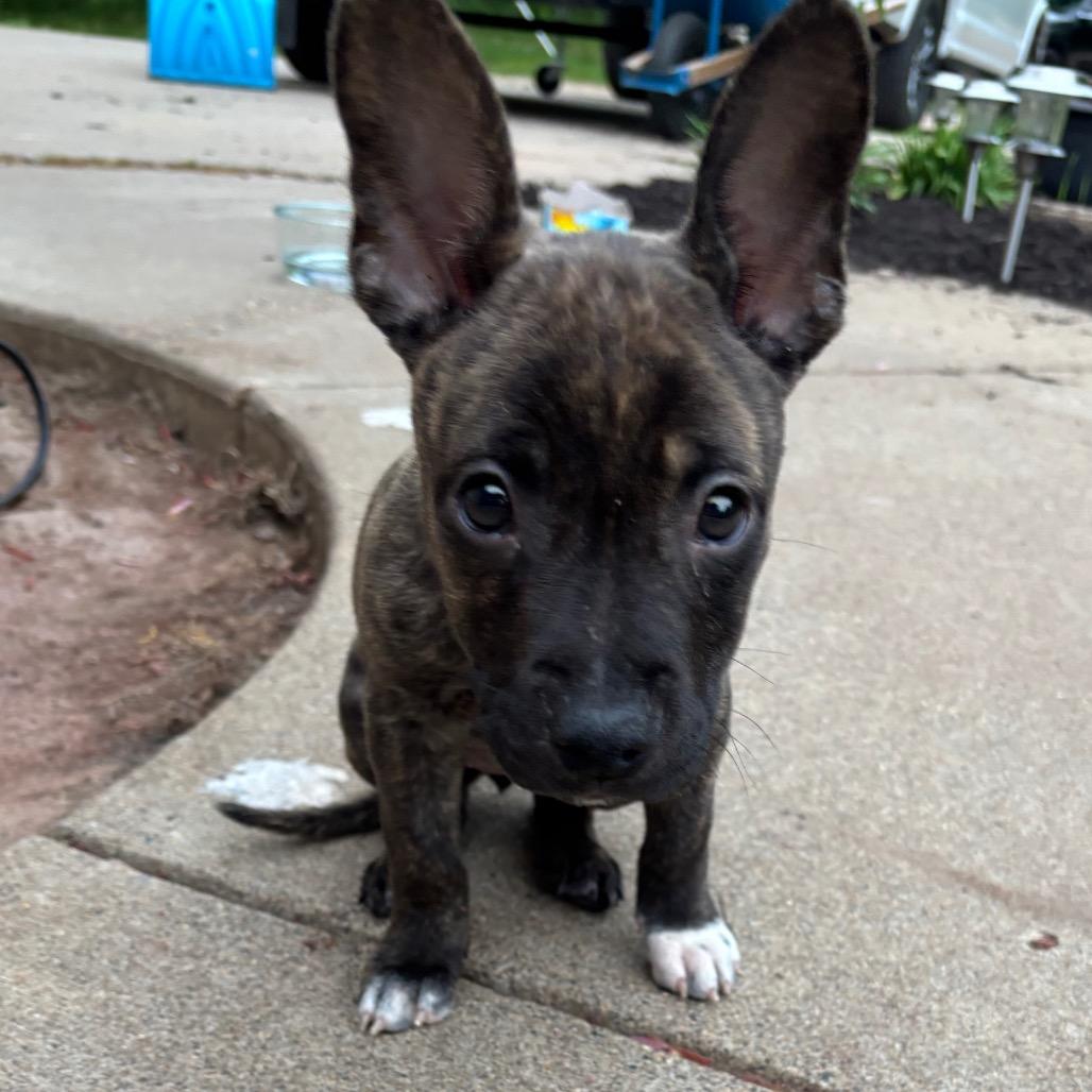 Morel, a Adoptable mixed breed in Brainerd, MN image 4/6