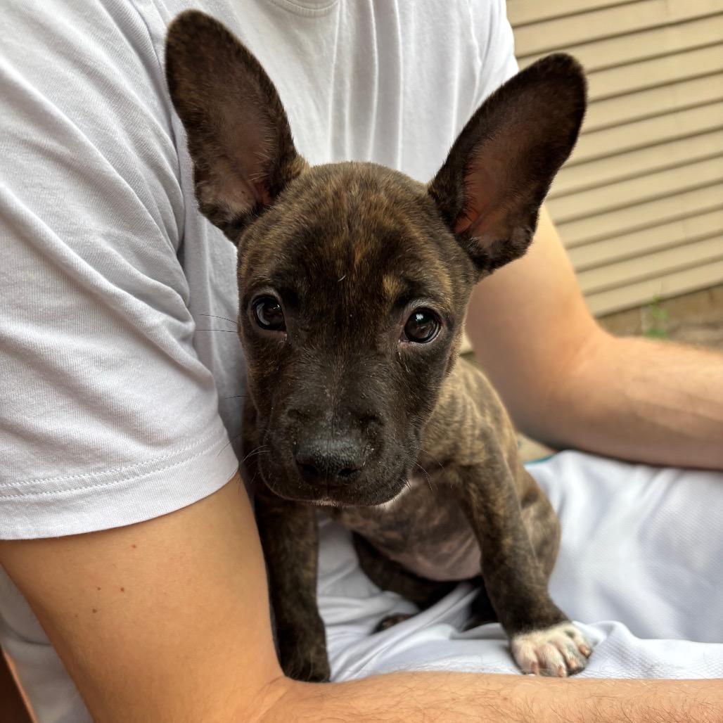 Morel, a Adoptable mixed breed in Brainerd, MN image 5/6