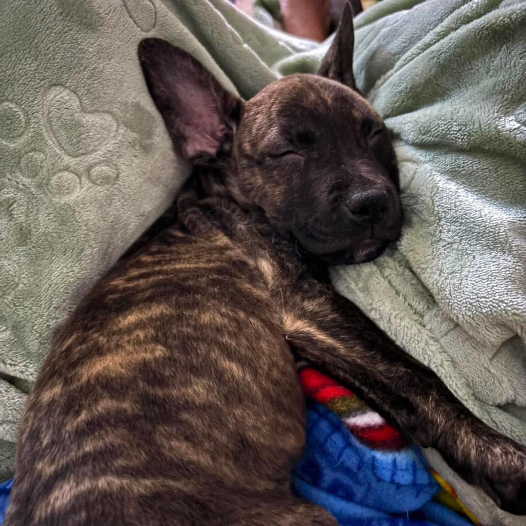 Morel, a Adoptable mixed breed in Brainerd, MN image 6/6