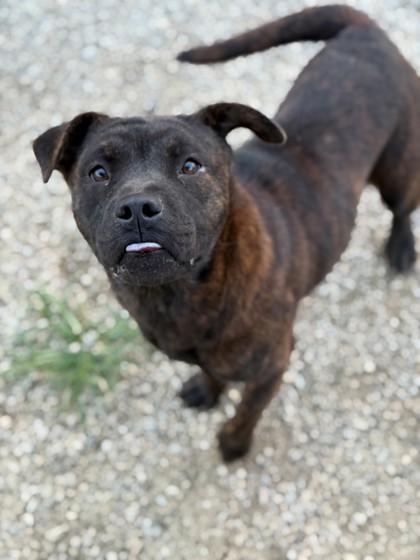 Daphne — thumbnail 2