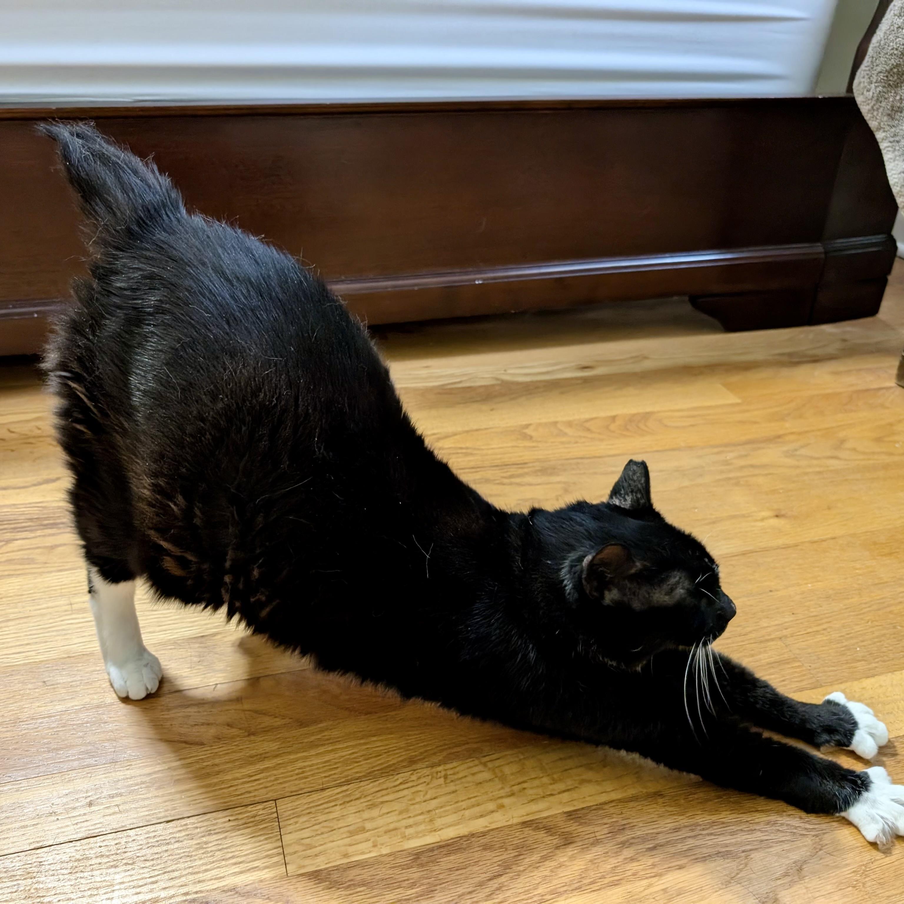 Enlarge Nike, Goddess of Victory, a Adoptable Domestic Short Hair in Alexandria, VA image 6/6