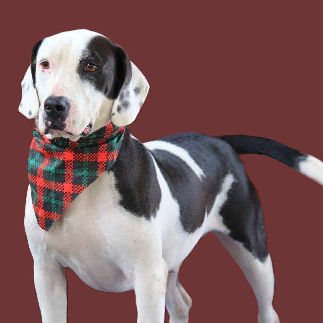 Enlarge Bruiser, a Adoptable mixed breed in Oswego, IL image 6/6