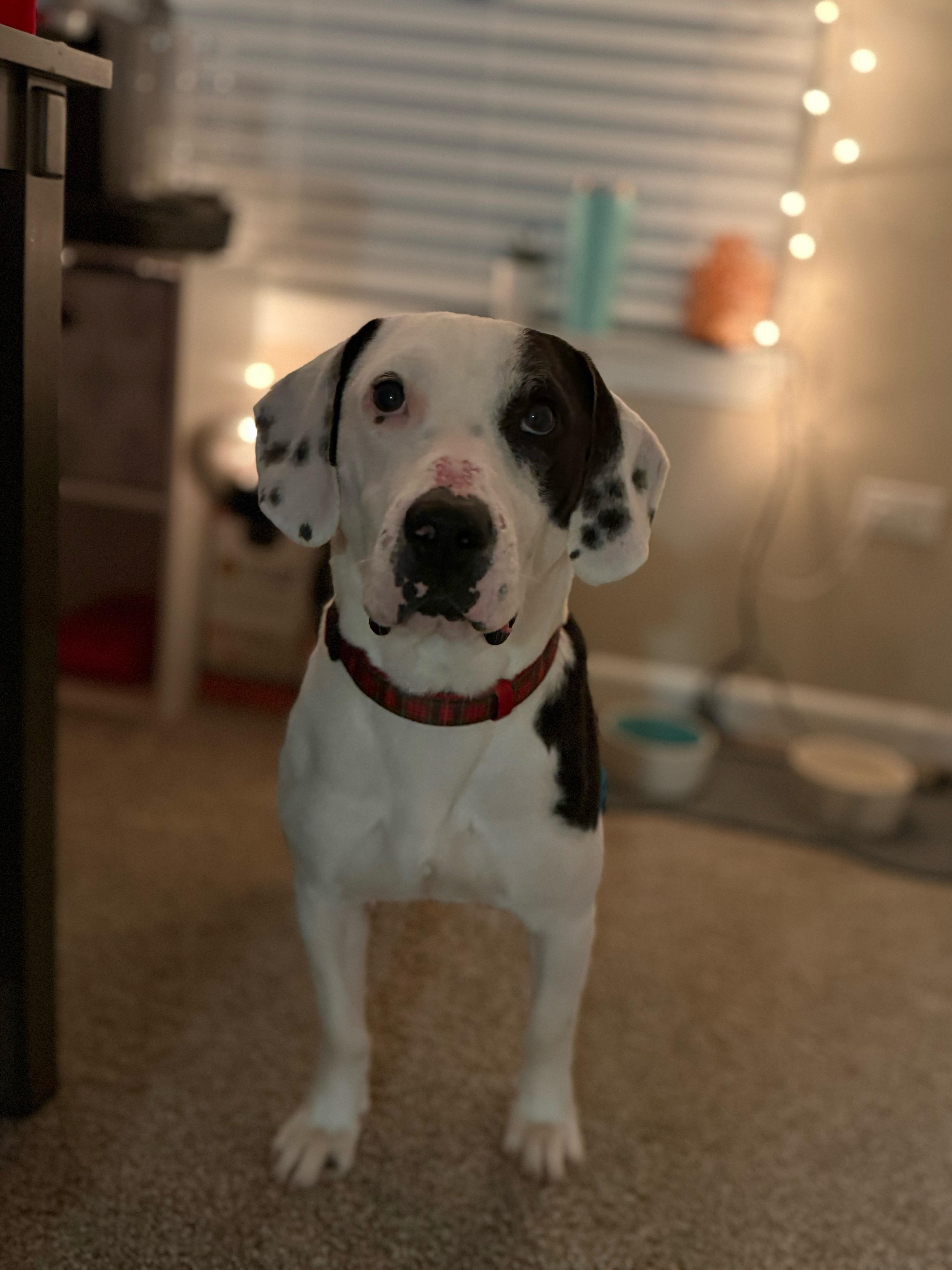 Enlarge Bruiser, a Adoptable mixed breed in Oswego, IL image 2/6