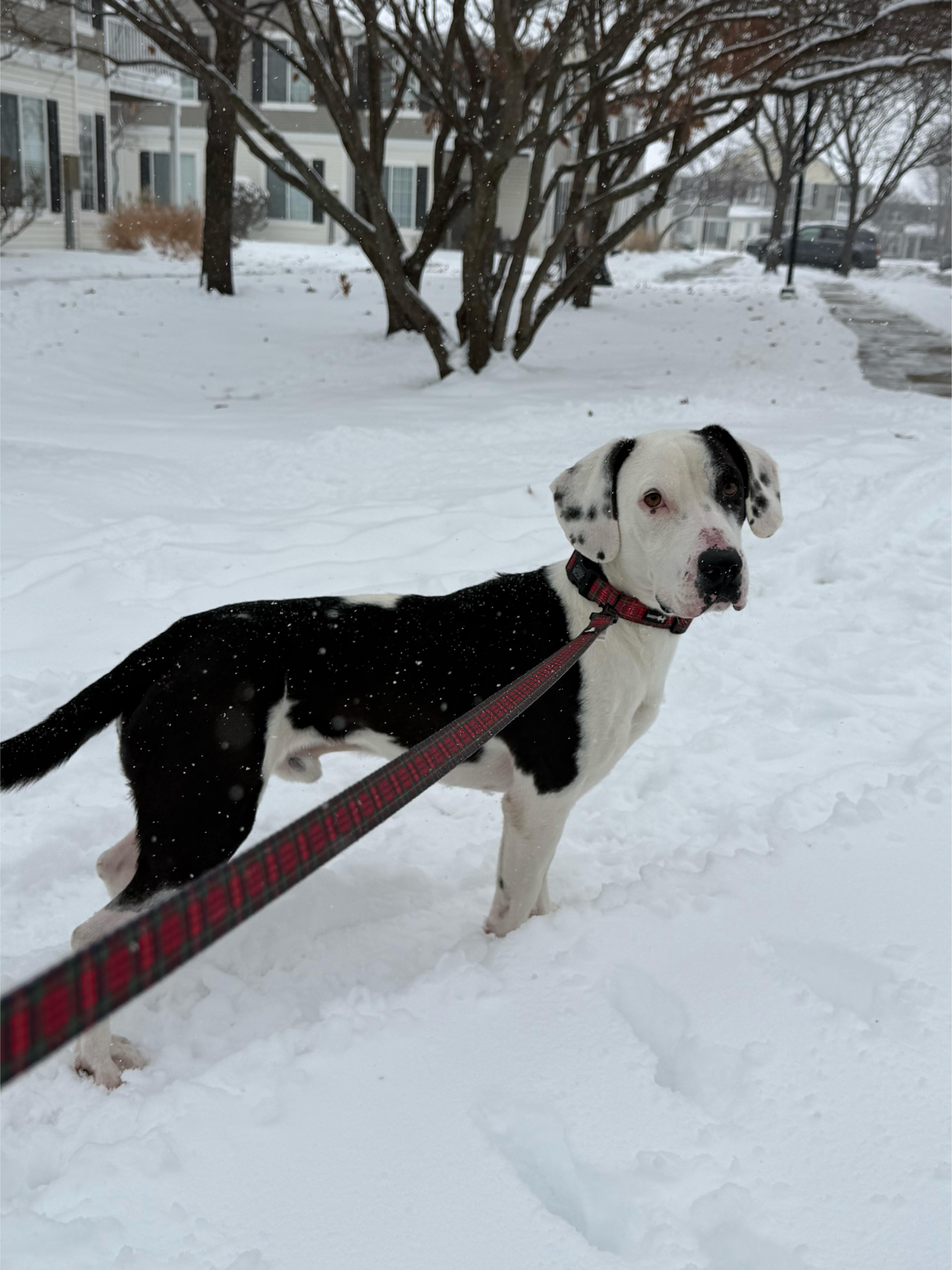 Enlarge Bruiser, a Adoptable mixed breed in Oswego, IL image 3/6