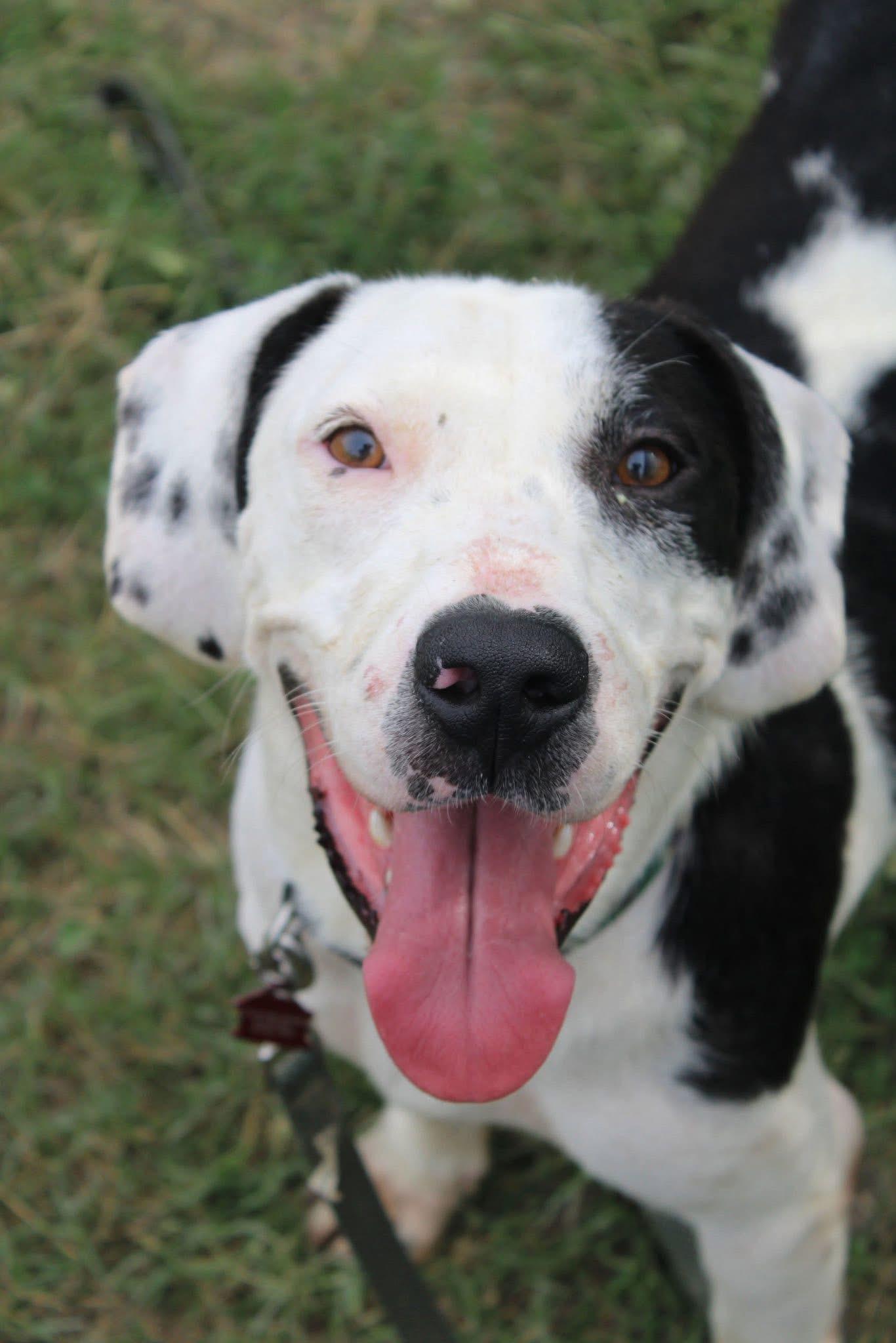 Bruiser, Adoptable, Adult Male Terrier & Basset Hound.